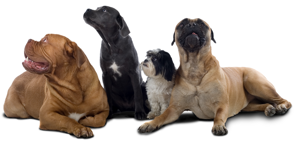 Vier zufriedene Hunde